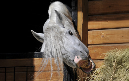 Which Rhoughage suits which horse?