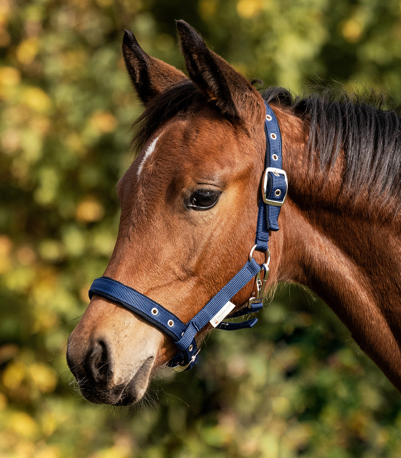 Halter Comfort for Foals