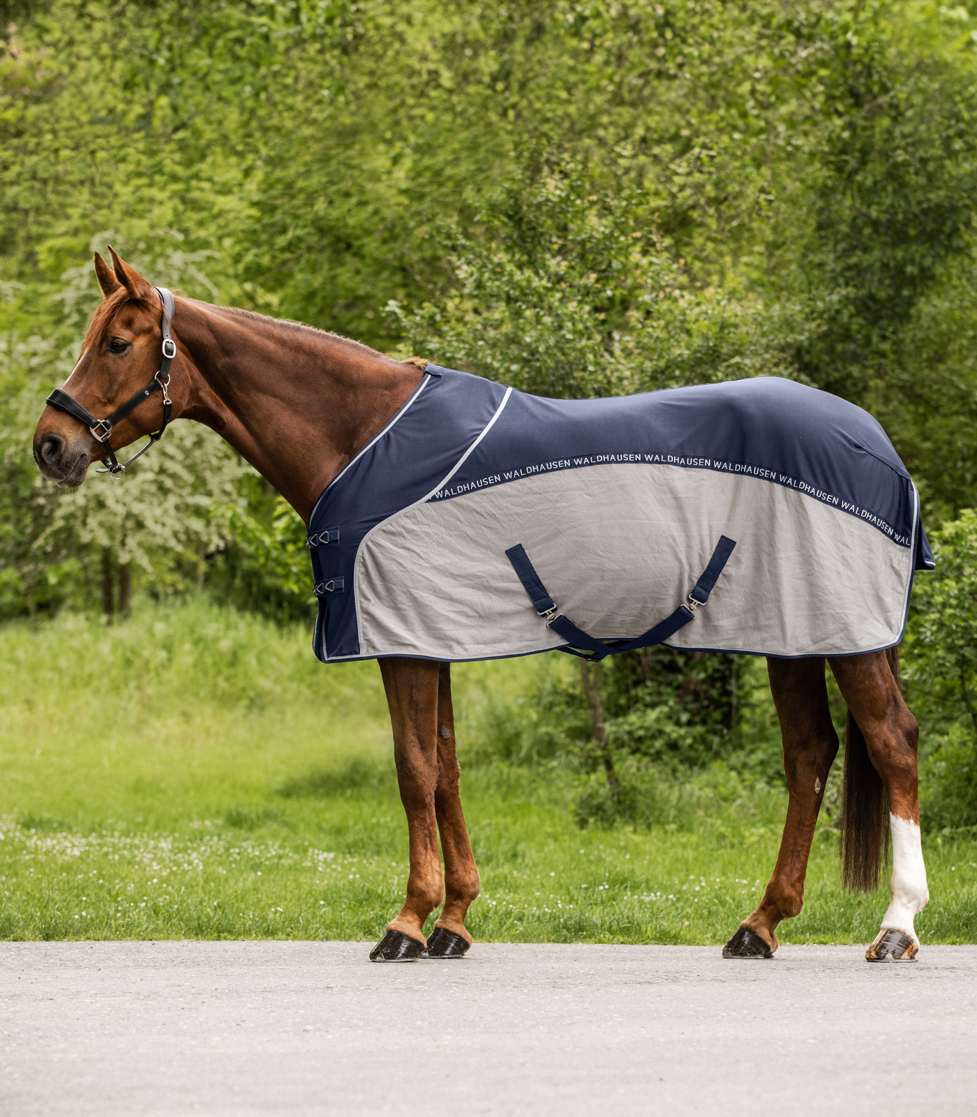 Waldhausen Coperta di mosca Zebra (135 cm) - acquista su Waldhausen Coperta di mosca Zebra (135 cm) - acquista su
