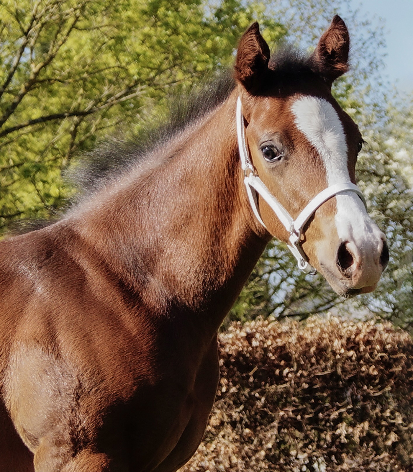 STAR foal show halter, leather