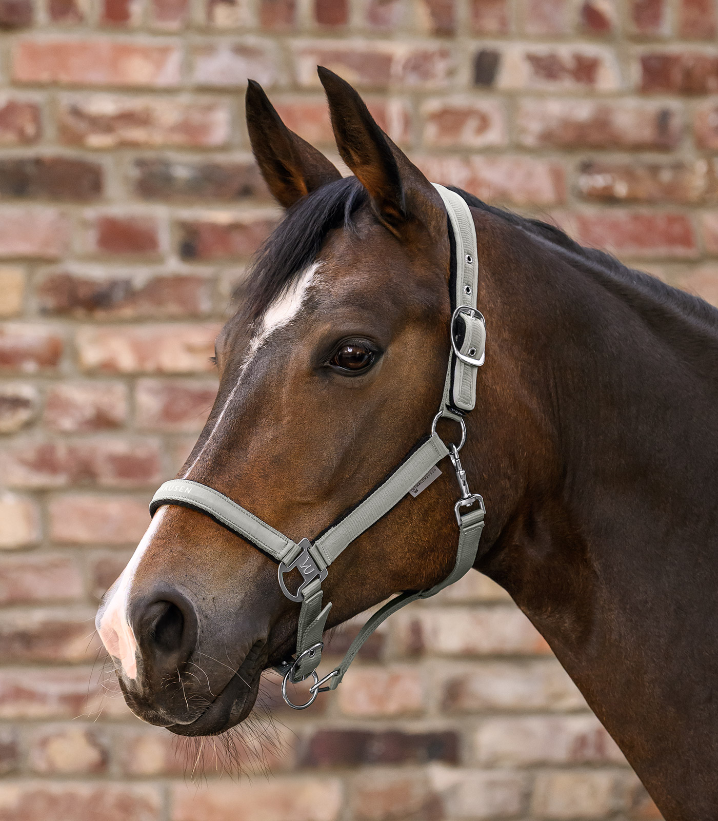 Halfter Athletic salbei