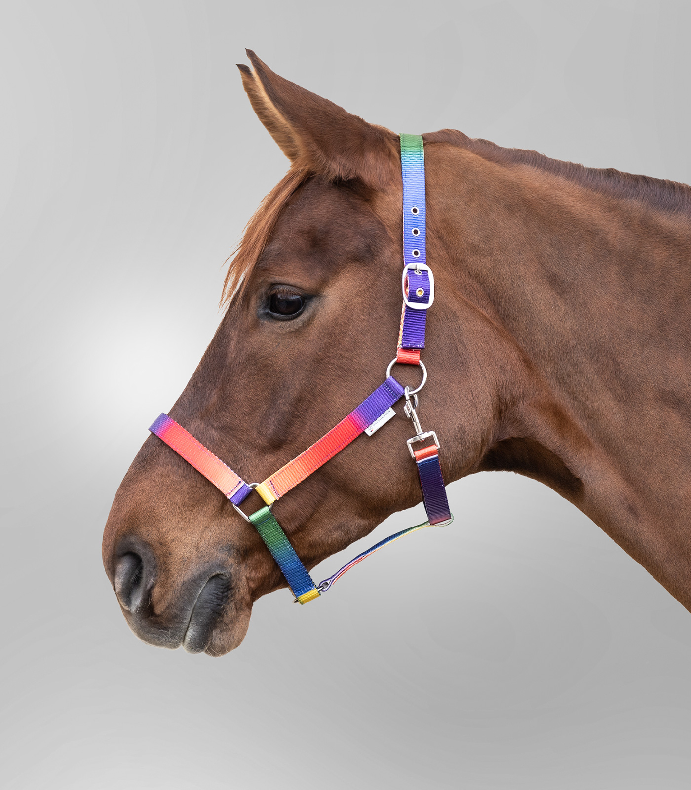 Rainbow coloured halter, VB and WB