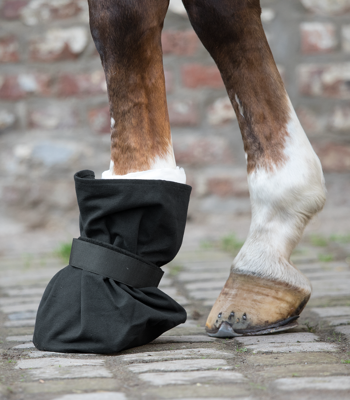 Protection for hoof dressings