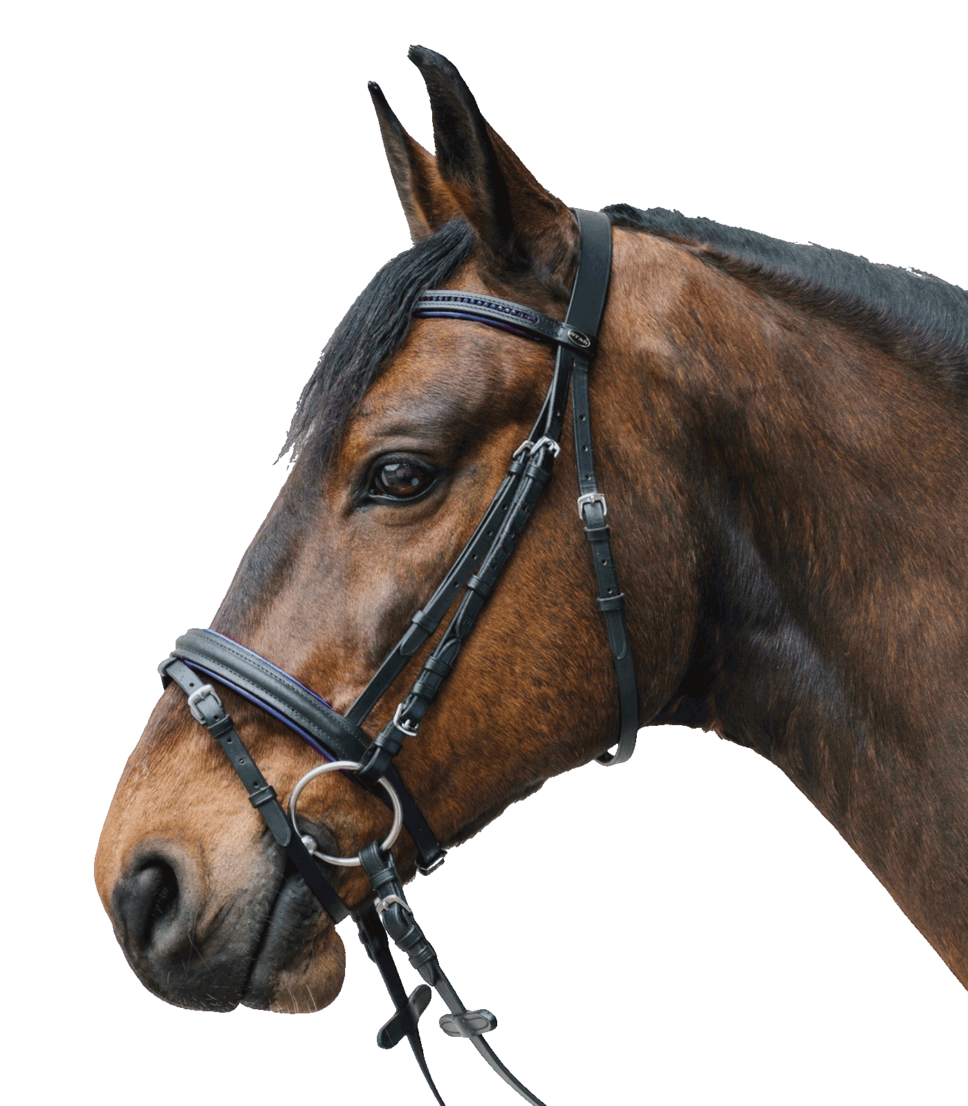 STAR bridle Diamond blue