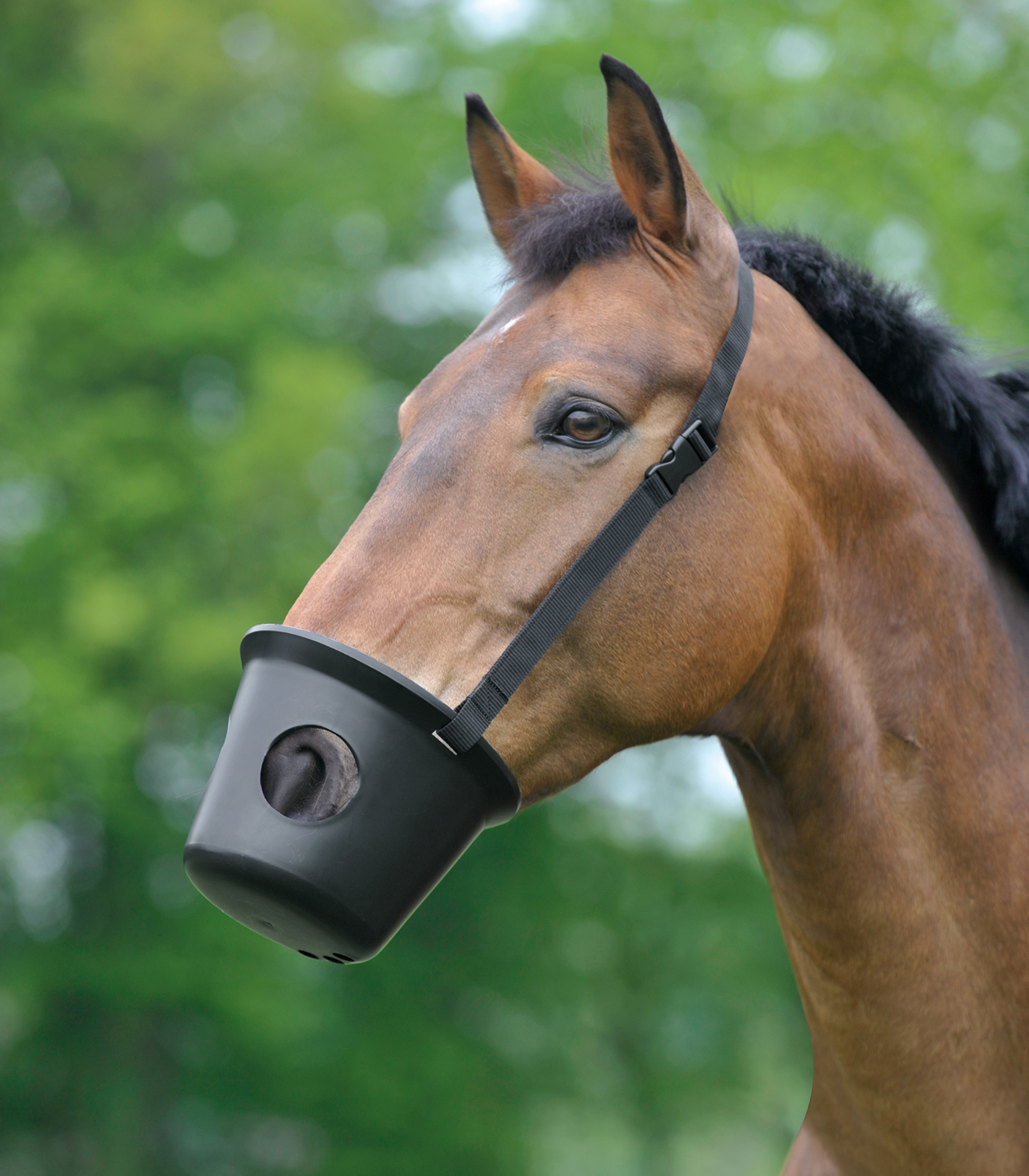 Muzzle, Pony