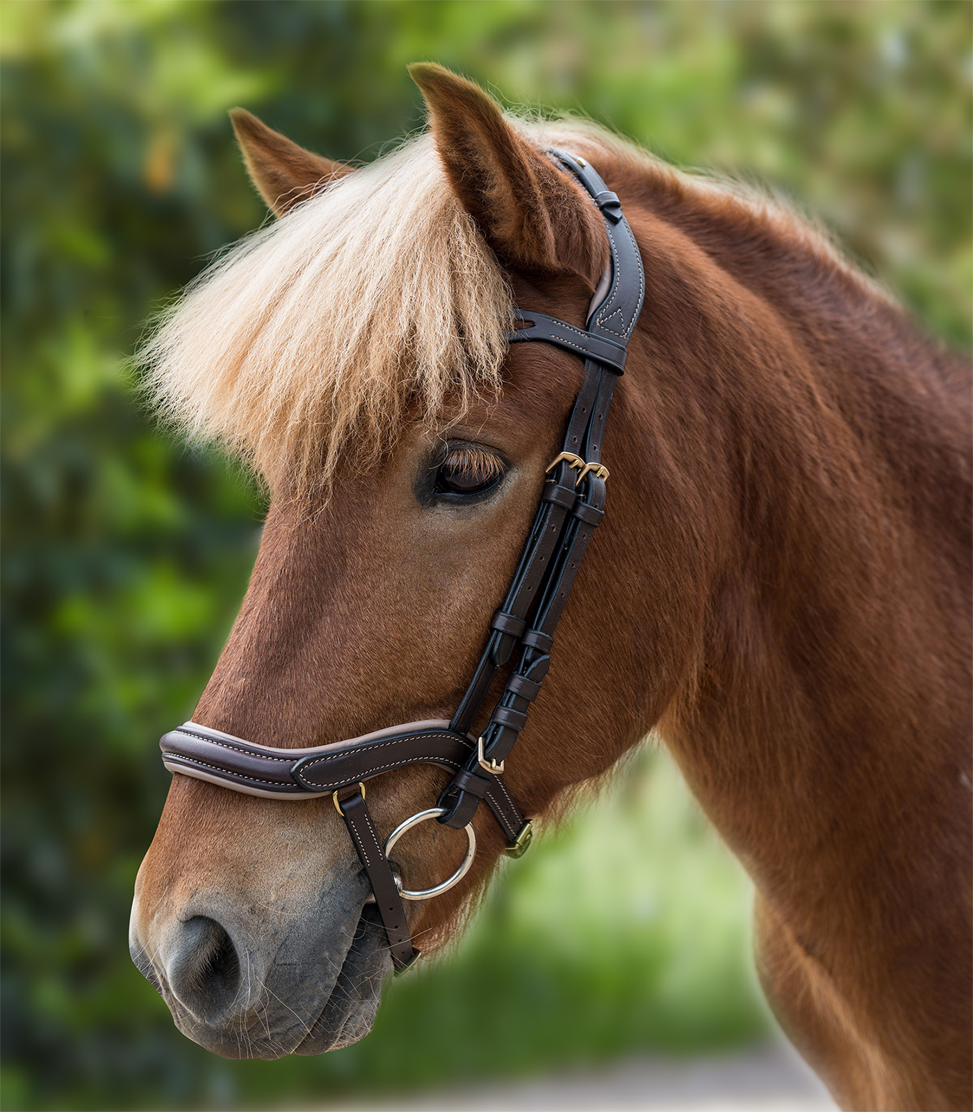 Anatomical Icelandic Bridle