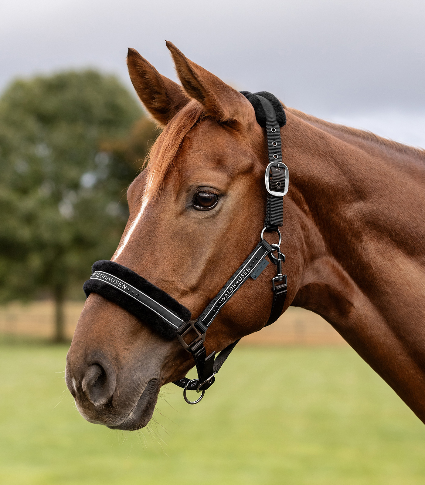 Halfter Elegant
