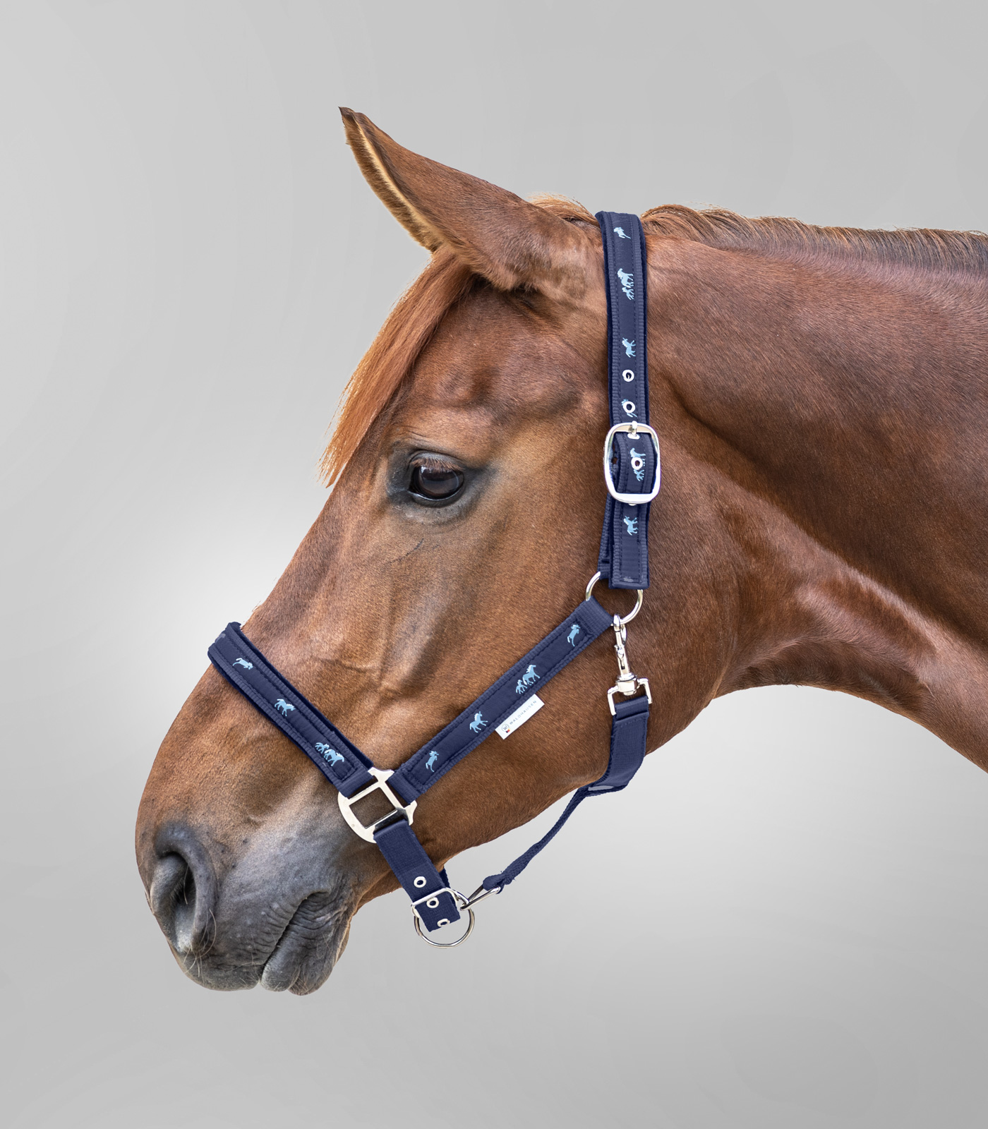 Little Horse Halter