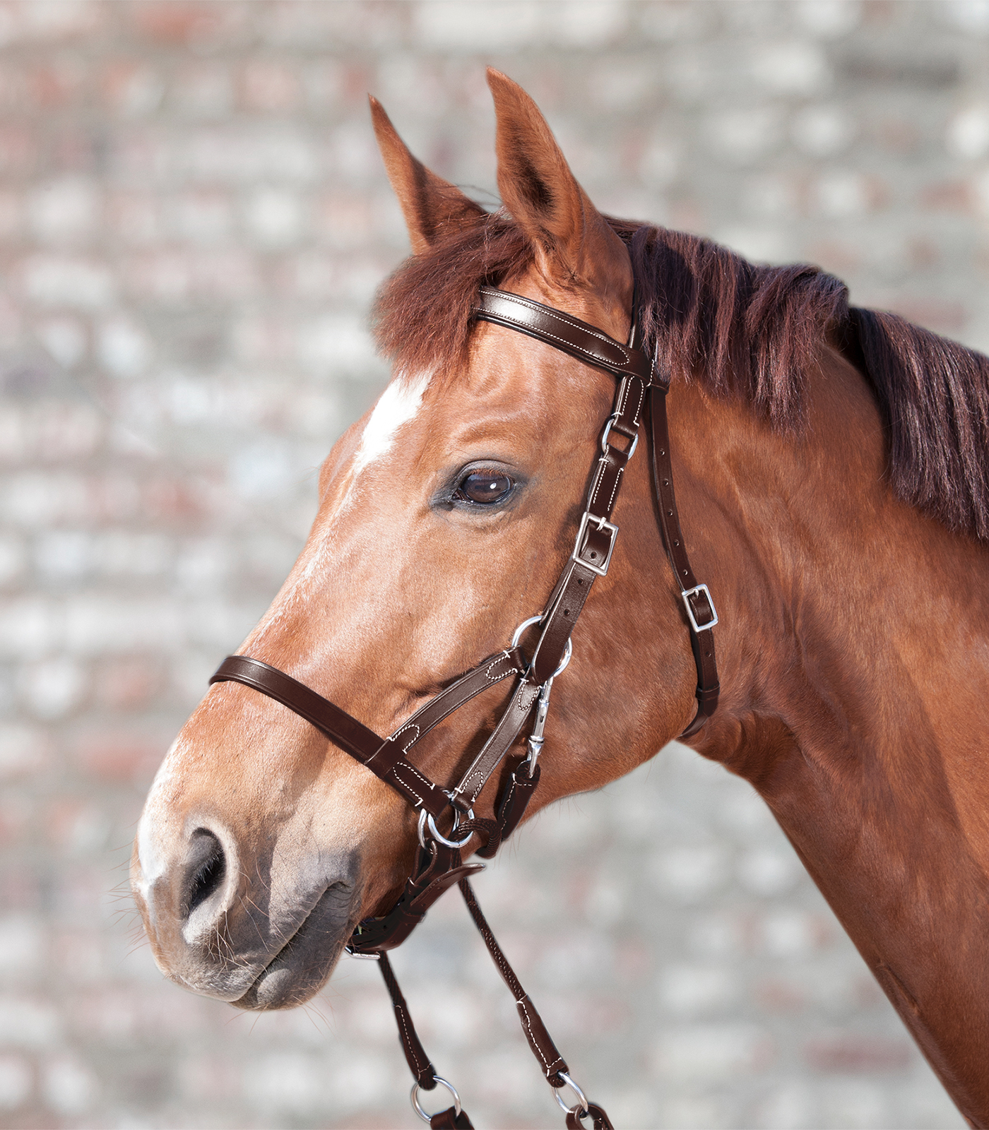 STAR Two Bitless Bridle brown