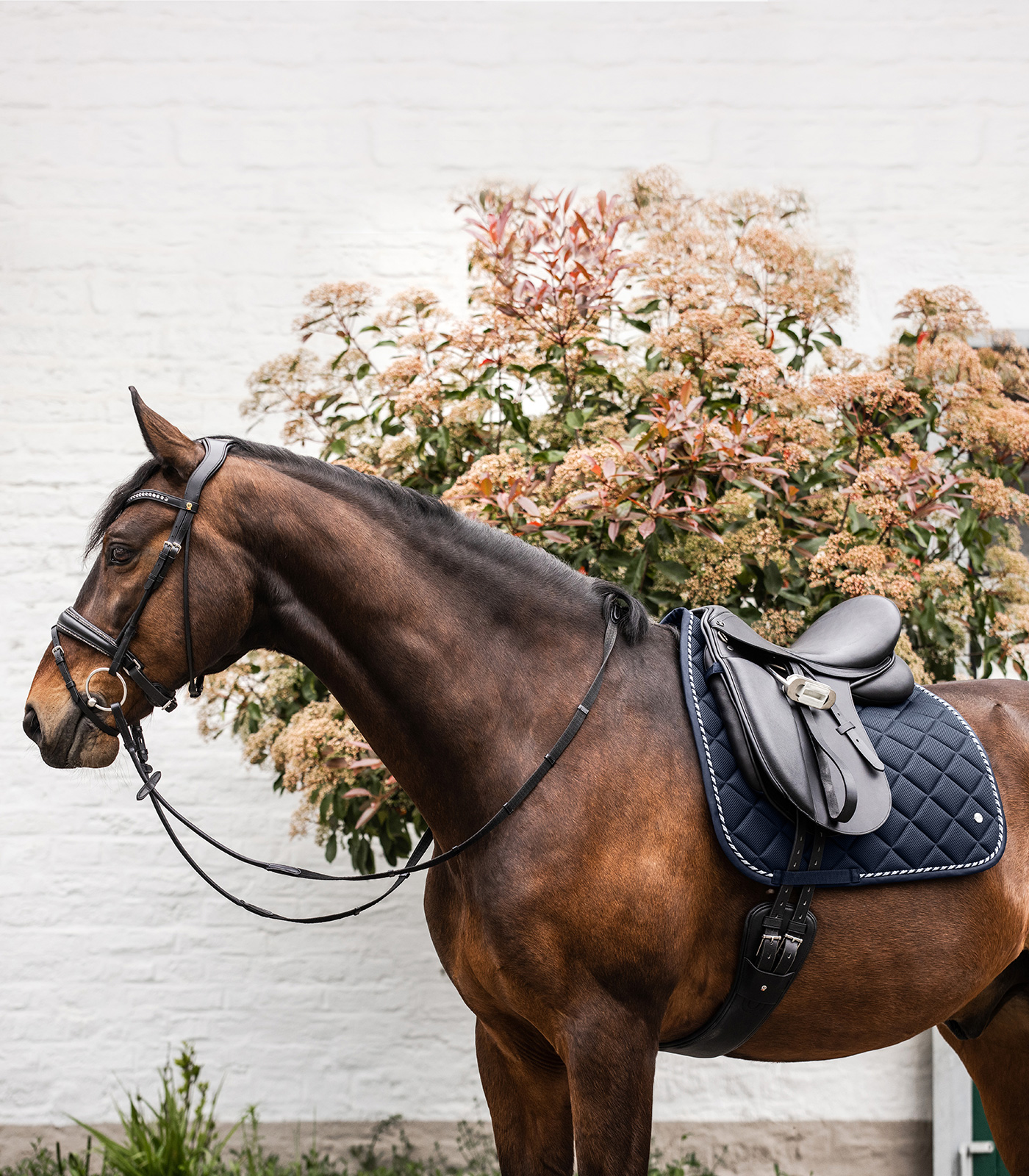 Breath Saddle Pad