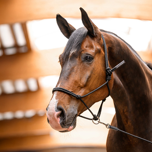 Image alternate text