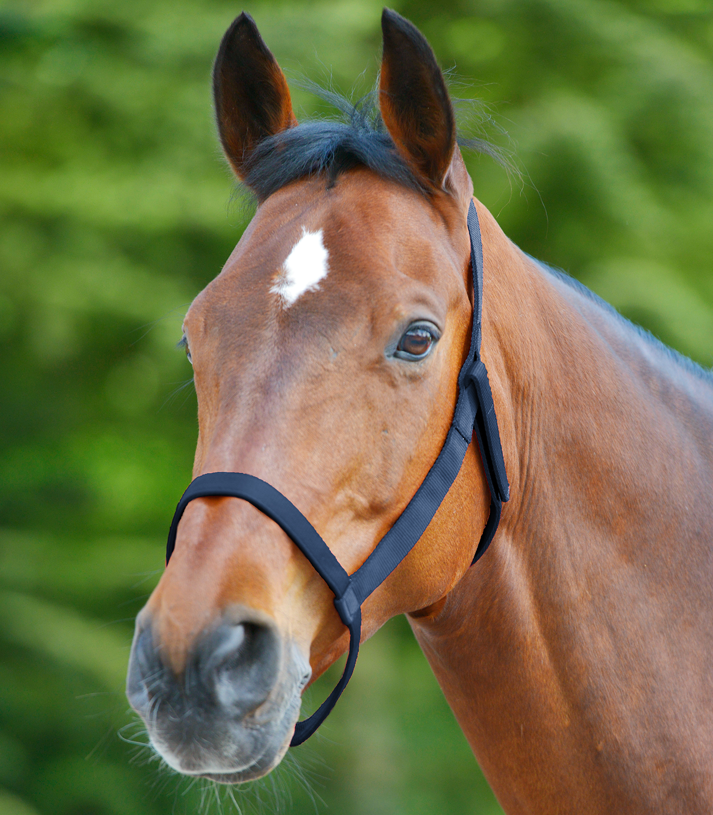 Field Halter