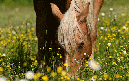 Hidden Dangers in the Pasture