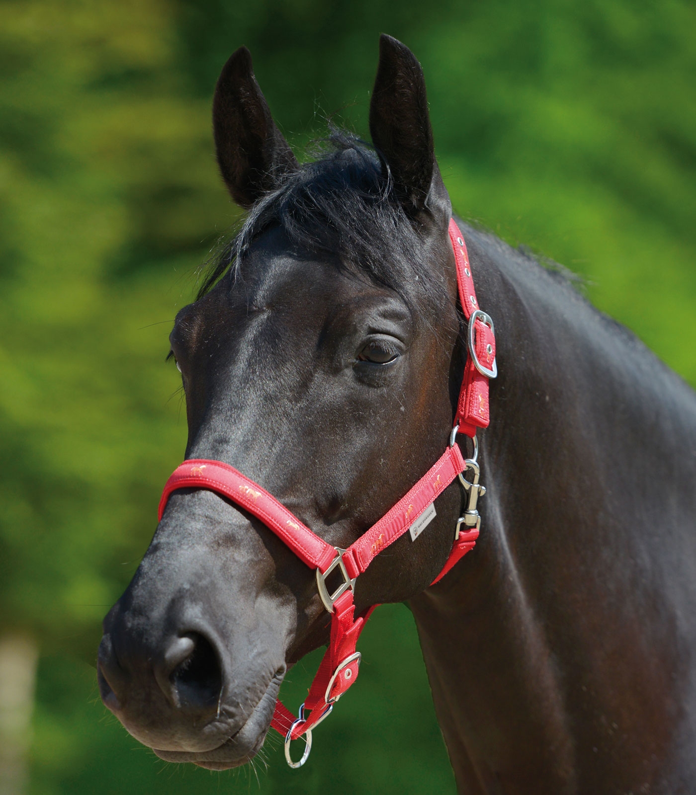 Little Horse Halter