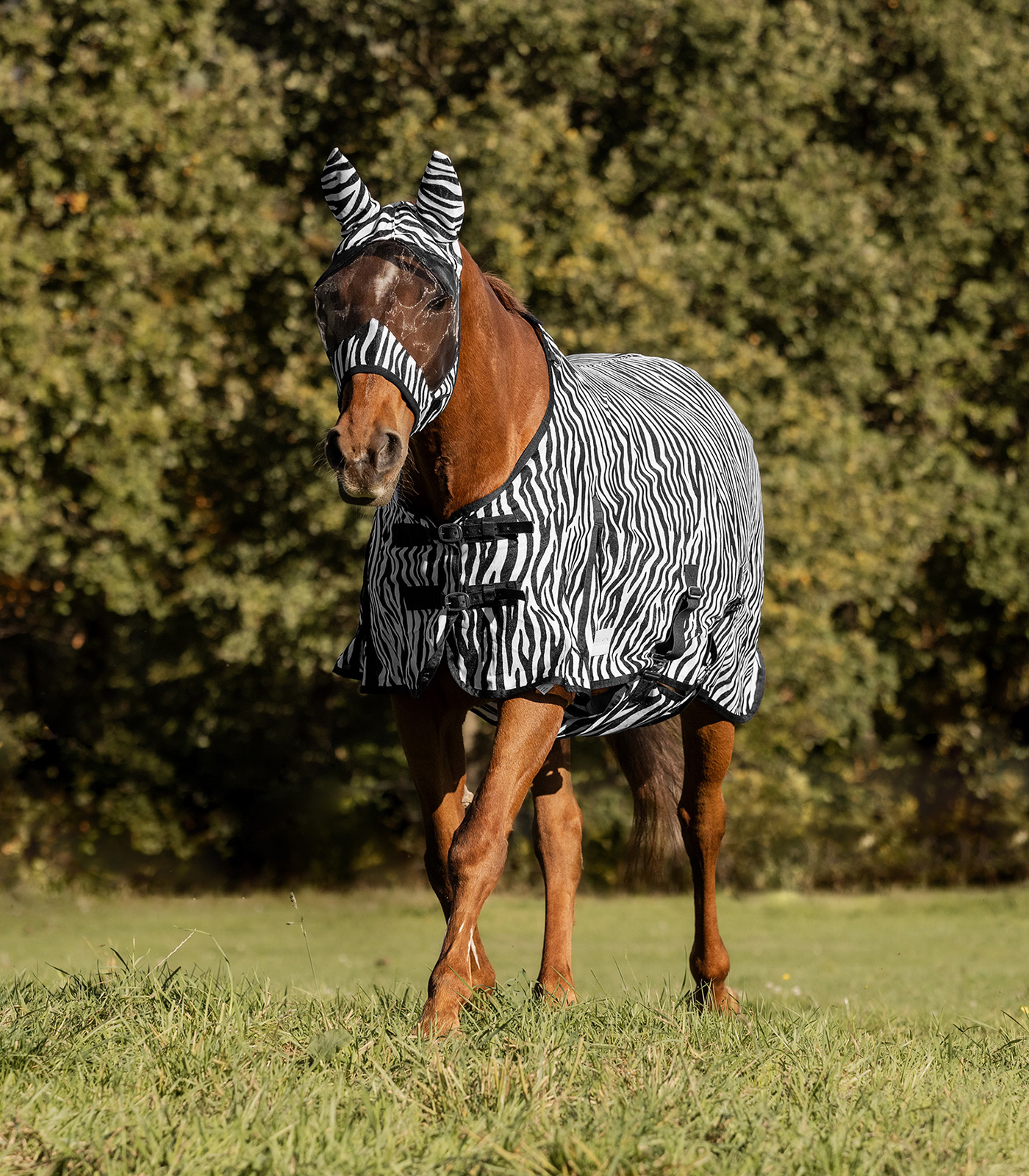 Chemise anti-mouches Zebra