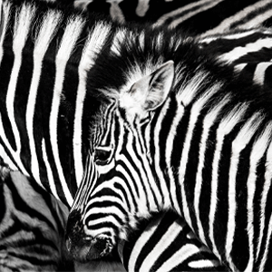 Image alternate text