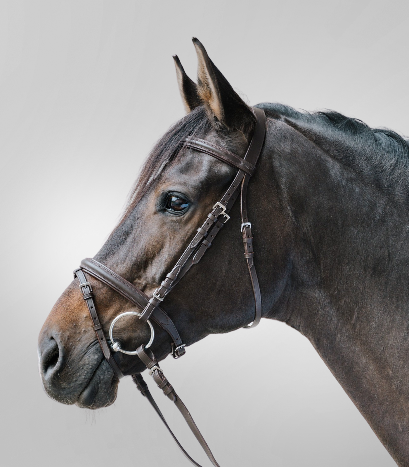 STAR Bridle Lifestyle brown