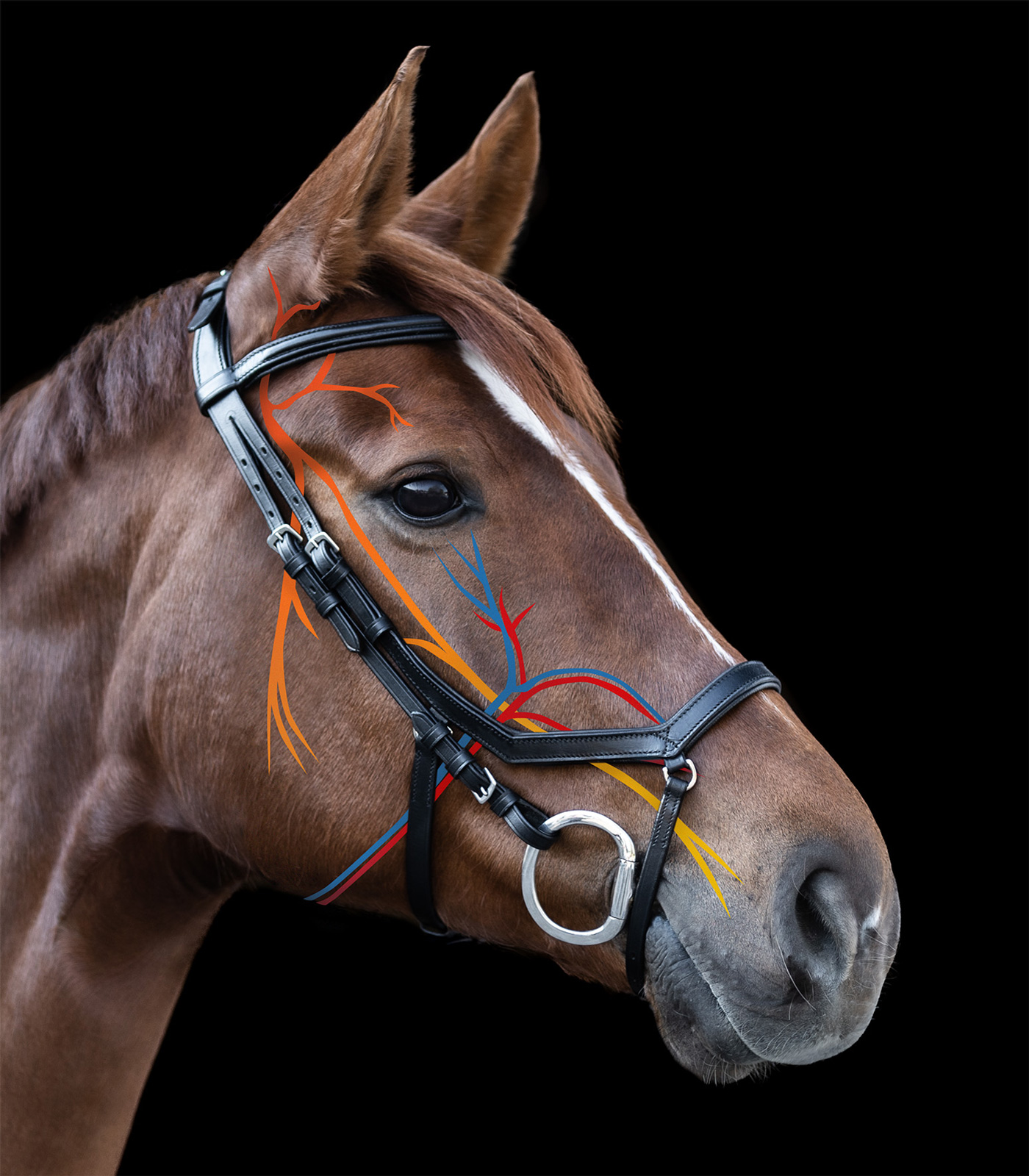 Waldhausen X-Line Bridle Relaxation