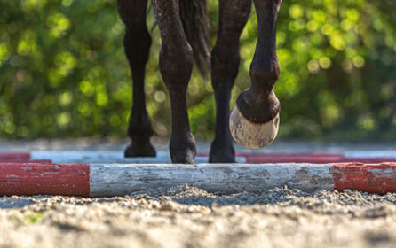 Pole work with horses
