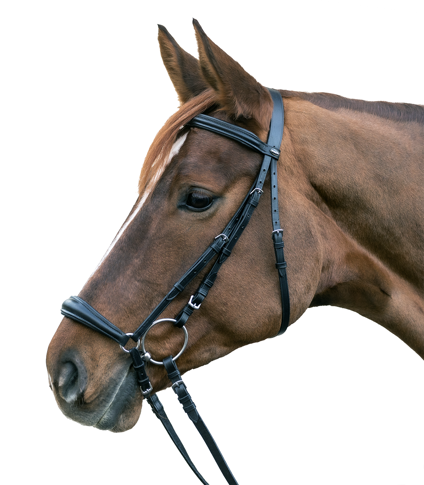 STAR Bridle Hannover