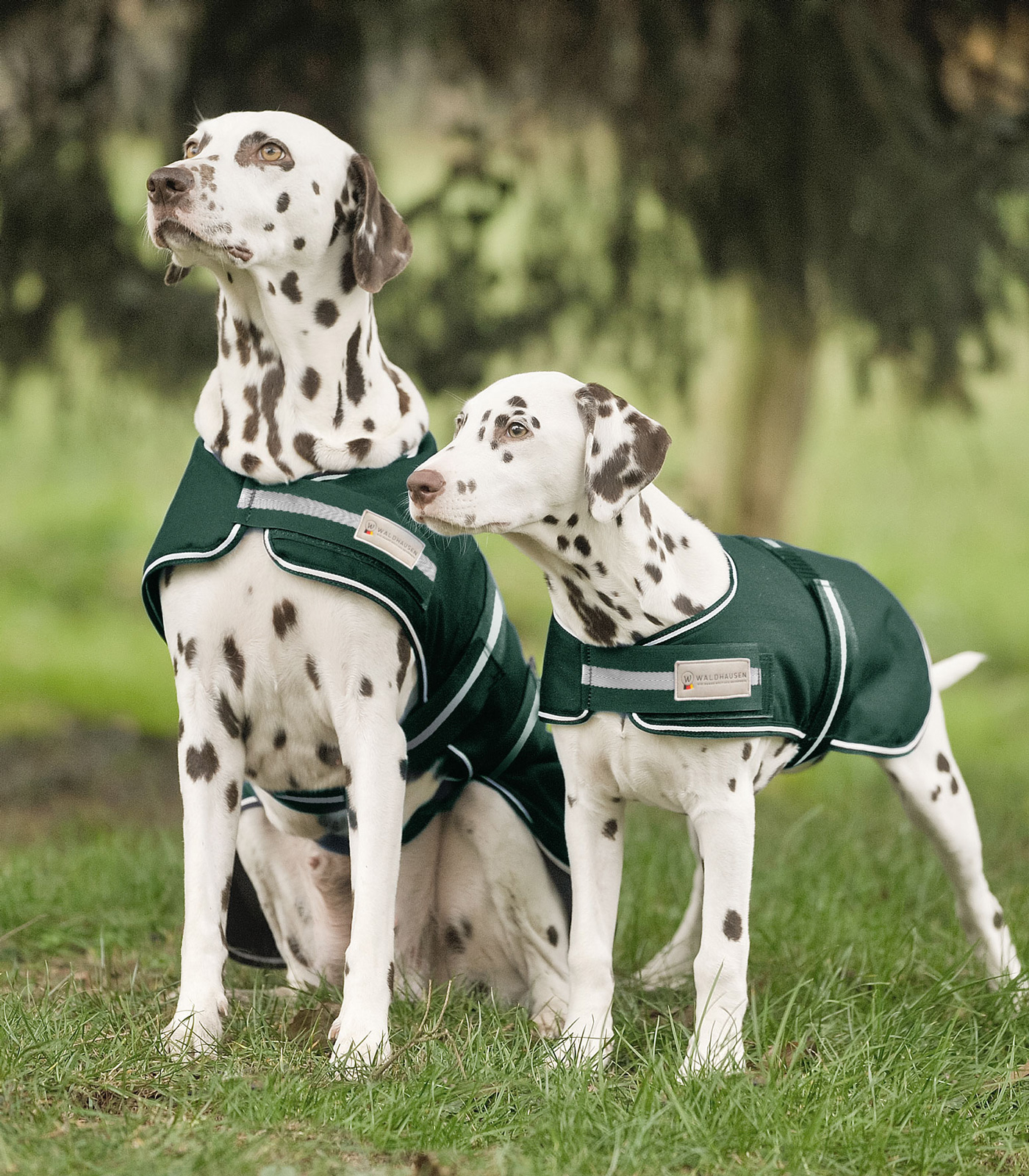 Coperta per cani da pioggia verde abete