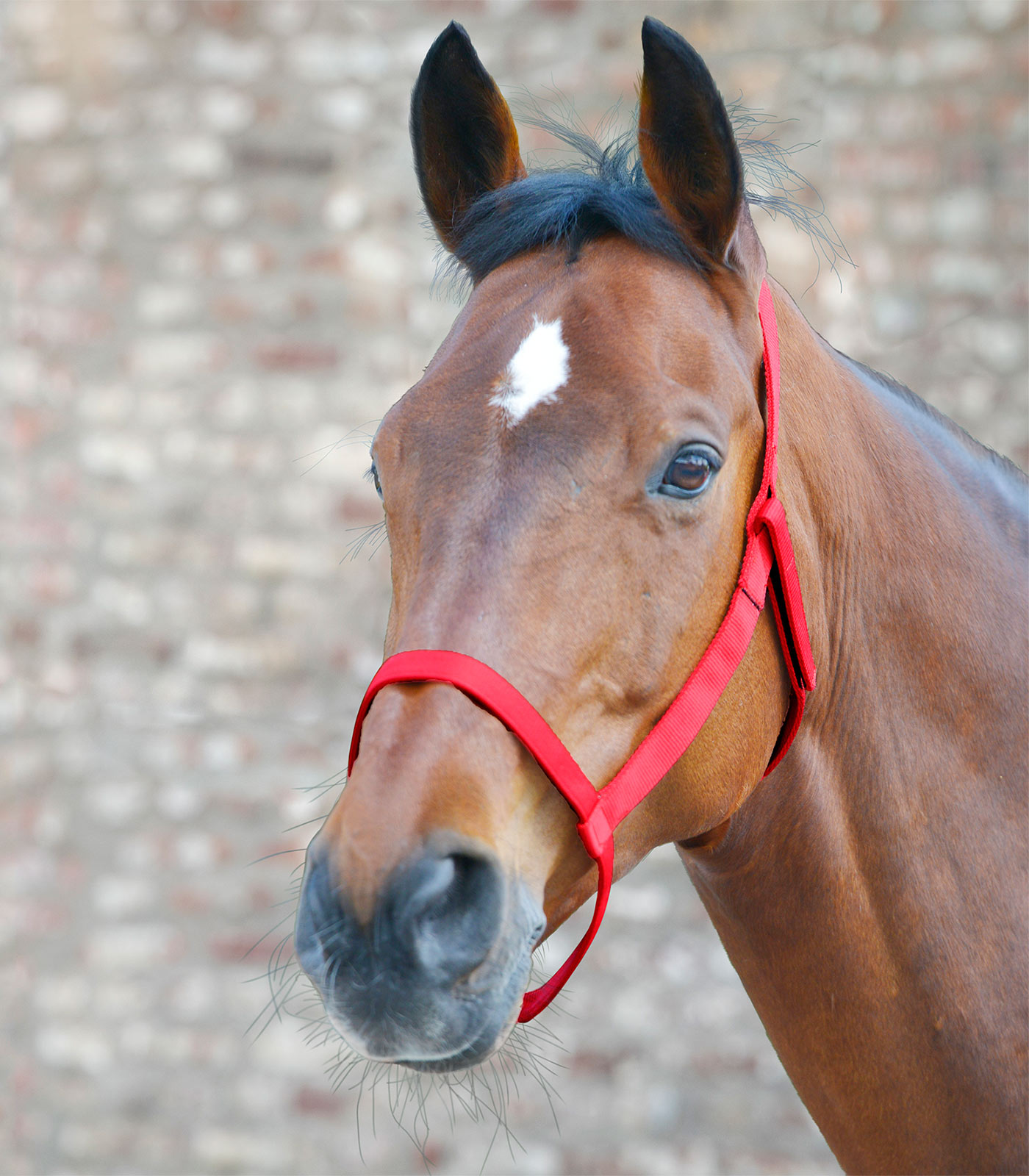 Field Halter