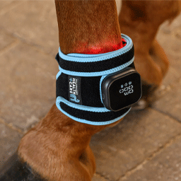 Image alternate text