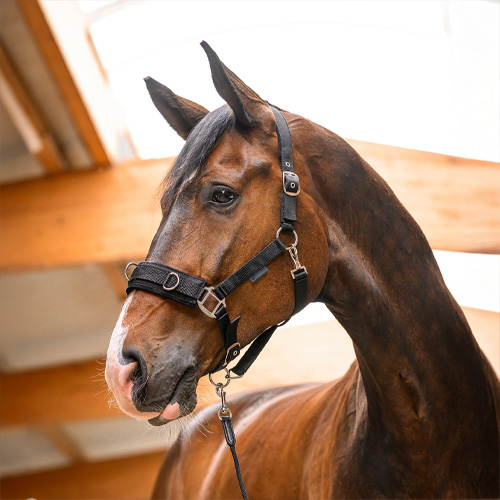 Image alternate text